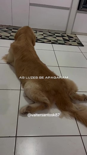 #petlovers #golden #puppydog #tiktokviral #musicremix #