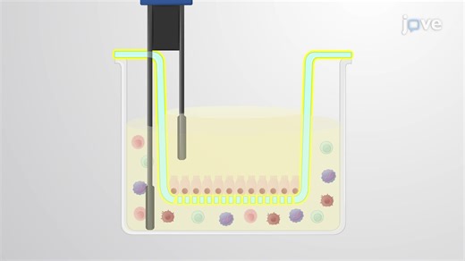 视频: 测量与 PBMC 共培养的 X 射线照射上皮细胞中的 TEER - 实验