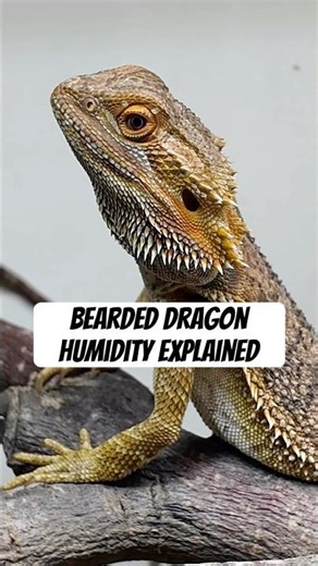 Bearded dragon humidity guide
