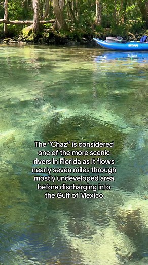 Explore the Chaz with us! Just an hour north of St Pete/ Tampa Bay! #wanderingadventuresllc #kayaktour #kayaking #chassahowitzka #florida #springs #snorkeling #camping #thingstodoinflorida #travelbucketlist #outdooradventures #manatees #sevensisterssprings #fyp #limestone #caves #floridalife