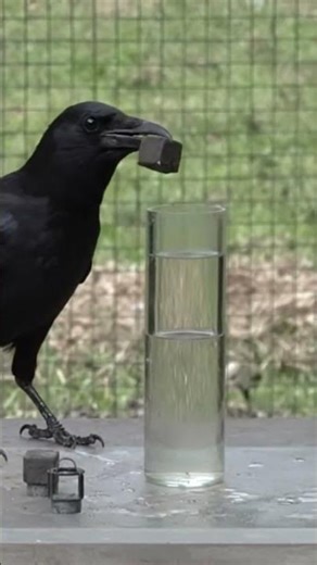 Crows Rule Physics! 😮 Bird Brains & Science Secrets
