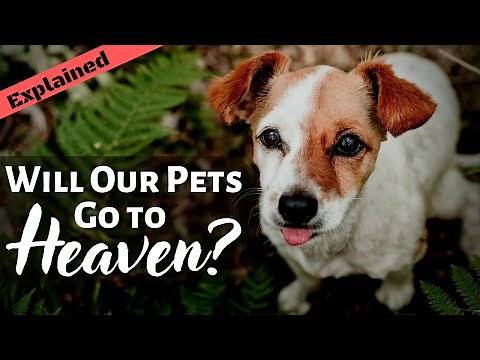 Do Animals Have Souls that Can Go to Heaven?