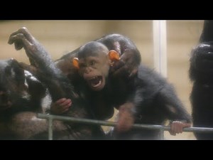 Nina gets bitten by Baby Ellen. 😁 Asahiyama Zoo Chimpanzee 202410