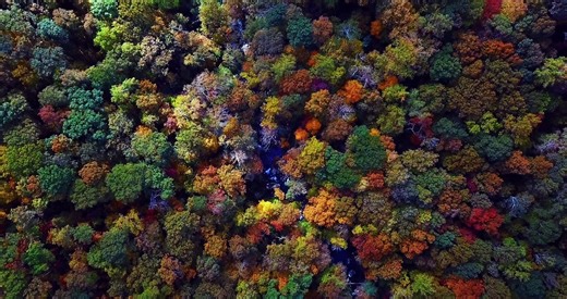 Discover the Secrets of the Forest: A Journey Through Nature's Wonderland