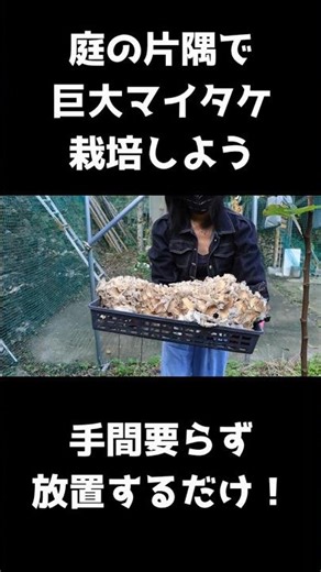 Growing maitake mushrooms in a corner of the garden