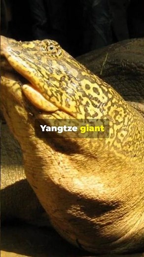 Meet the Yangtze Giant Softshell Turtle The World's Largest Freshwater Turtle #Unbelievable