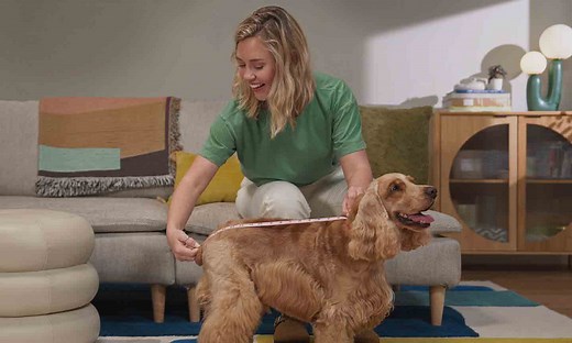 How to Measure Your Dog for Clothes and Costumes | Chewy