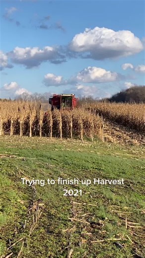 25 acres of corn to go. #harvest21🌽 #harvest21 #farmlife #farm365 #farm #internationalharvester