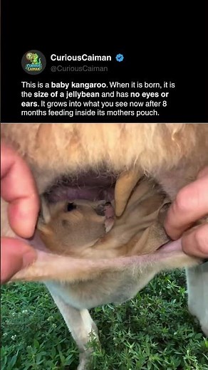 The Inside Of A Kangaroo Pouch 🦘
