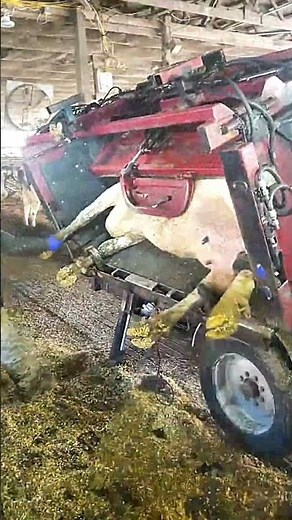 Cow foot Trimming #hoofcleaning