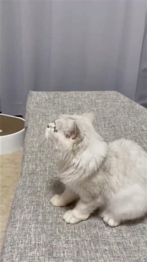 Cat Fetching🐱取りに行くよ！#Angelcat🐾