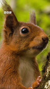 Sit back and relax with this mindful moment of red squirrels❤️😍🐦 #Springwatch #Spring | BBC Springwatch