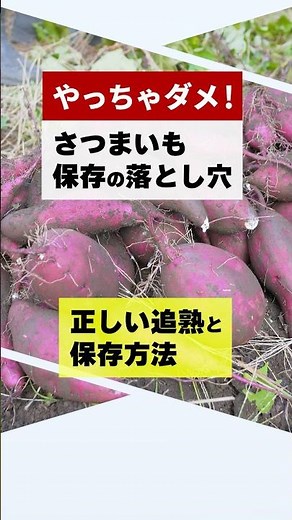やっちゃダメ！さつまいもが腐る保存法😱｜正しい追熟のやり方も紹介