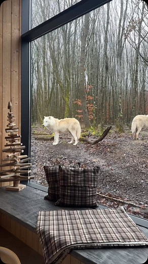 Une nuit face aux loups blancs !🌙 Plongez au cœur de la nature dans notre lodge Amarok et vivez une expérience inoubliable 🐺 ❄️ Profitez de notre offre givrée : pour tout séjour entre le 10 et le 31 janvier 2025 dans les lodges des loups ou des cerfs, bénéficiez d’une remise allant jusqu’à -348€ ! Réservez votre séjour dès maintenant dans le lien en bio ! 📲 𝘤𝘰𝘳𝘳𝘦𝘴𝘱𝘰𝘯𝘥 𝘢𝘶𝘹 𝘦𝘯𝘵𝘳𝘦́𝘦𝘴 𝘢𝘶 𝘗𝘢𝘳𝘤 𝘰𝘧𝘧𝘦𝘳𝘵𝘦𝘴, 𝘴𝘶𝘳 𝘶𝘯𝘦 𝘣𝘢𝘴𝘦 𝘥𝘦 6 𝘢𝘥𝘶𝘭𝘵𝘦𝘴, 𝘰𝘧𝘧𝘳𝘦 𝘯𝘰