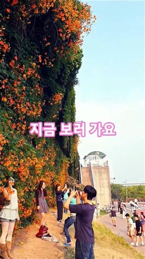 능소화꽃말~누군가를 그리며 기다리는 마음 뚝섬한강공원능소화 6월18일절정#마음의숲#조선힙합#노래좋아요 #꽃