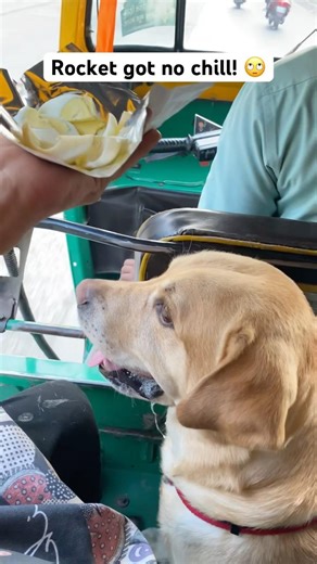 सस्ते नशे 🍳🤭 ||Labra Rocket|| #memes #funny #comedy #rocketry #viral #trending #labrador #ytshorts