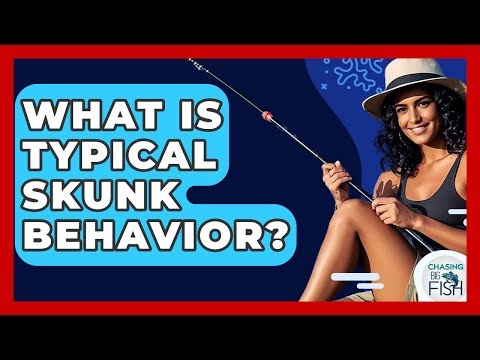 What Is Typical Skunk Behavior? - Chasing Big Fish