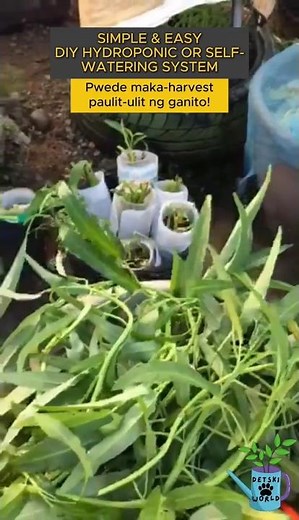 Kangkong Self Watering | DIY Hydroponic