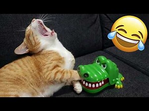 Try Not To Laugh 😆 Funniest Cats and Dogs 😹 Funny Animals #3