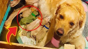 Golden gives birth to rare puppy, only 3 known to have ever existed