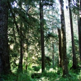 Visit The Hoh Rainforest - Olympic National Park
