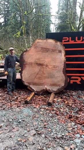 Julian Iacobazzi on Instagram: "It’s hard to believe that this Coastal Redwood wasn’t even 90 years old. When given the most ideal growing conditions in the great Pacific Northwest, right next to the Salish Sea, in a sloped wide open full sun yard without any other trees for shade...it’s amazing how big they can get around here, in a relatively short amount of time. This tree was originally planted way too close to a house for how big it was destined to get. The roots were destroying the existin