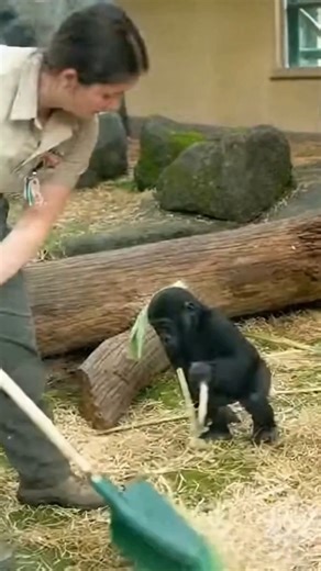 Gorilla Love on Reels