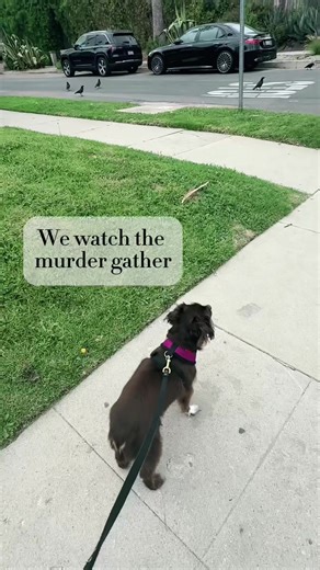 Befriend your local crows!