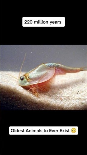 How Cockroaches & Triops Looked 235 Million Years Ago (And Still Look the Same)