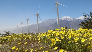 Wind farm controversy: the pros and cons of wind energy