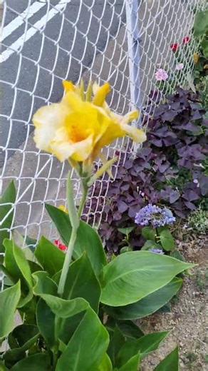 花壇の花たちフェンスの中