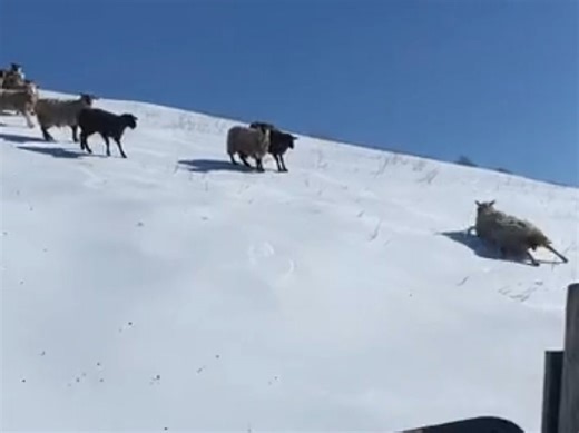 Flock of sheep slides down snowy hill
