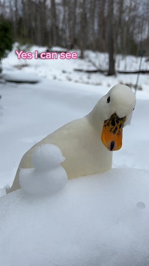 Adorable Snow Ducks Playing in the Snow