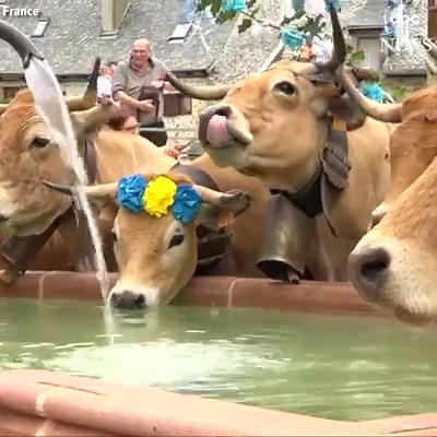 296K views · 3.8K reactions | MOO-VE OVER: French Cows don bells and headdresses as they take their annual pilgrimage to greener pastures in the South of France for the summer. https://abcn.ws/2H4pl5C | ABC News | Facebook