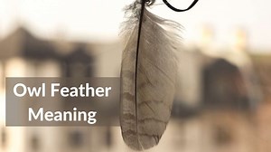 Owl Feather Meaning: The Mysterious Power Explained