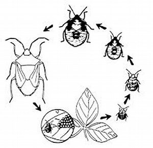 LIFE CYCLE OF A GIANT WATER BUG