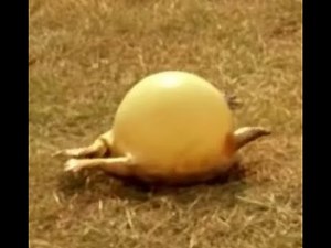 Blowing up frogs - The Reflecting Skin (1990)