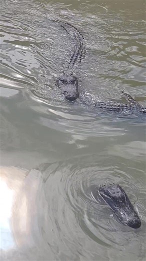 Gator Calling... If you want to call a gator. Head on over to the park where open 7 days a week from 10 to 5 And if you don't know how to Call a gator we are always willing to teach you. | Natchitoches Alligator Park