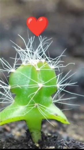Cactus plant seed growing | time lapse #timelapse #plants #shorts