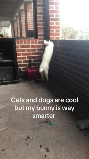 Bunny's Day Out (@harmonyandbean)’s video of rabbits