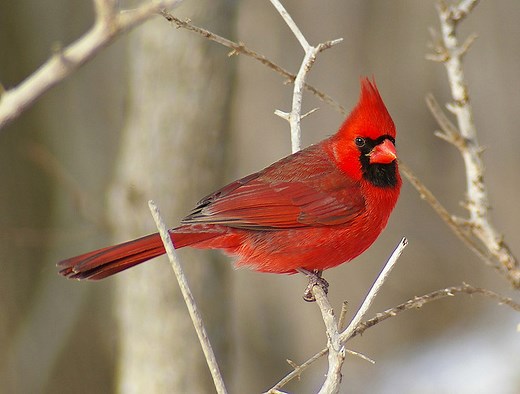 Northern Cardinal