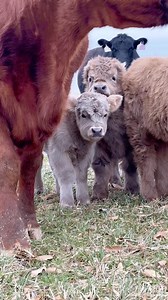 Dasher, Nighthawk, and Nevada are awfully curious about me😂. | Winding Brooke Mini Ranch