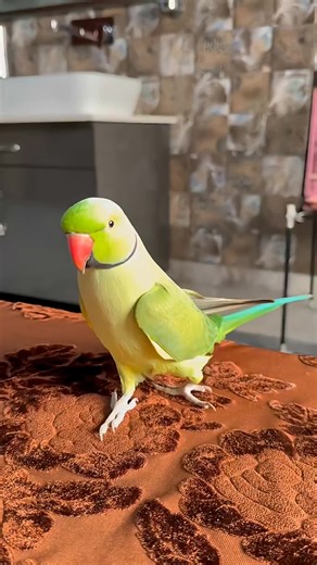 Stunning Parrots in Vibrant Colors