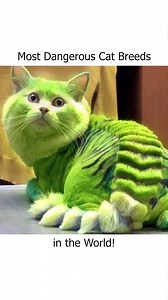 12K views · 335 reactions | 5 Most Dangerous Cat Breeds In The World! | Safari Sarraah | Facebook