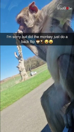 Monkey does a backflip off their car