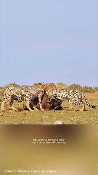 Rare Cheetah Coalition Hunts Together | Amazing Wildlife Documentary