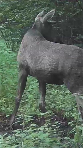 The moose woke up