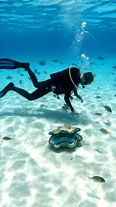 260K views · 837 reactions | #diving #underwater #fishing #scubadiving #ocean | Taylor Ocean | Facebook