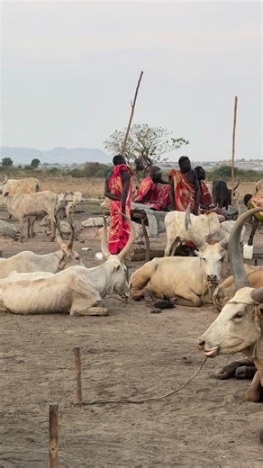 The Mundari children, a pastoralist people of South Sudan, grow up surrounded by cattle, which are central to their social, economic, and spiritual lives. From a young age, they learn to care for, milk, and protect the cows. They often smear their bodies with ash from dried cow dung, which protects their skin from insects and the sun. They also practice body painting with white and reddish patterns, symbolizing strength and beauty. Mundari youth spend much of their time in cattle camps, where mu