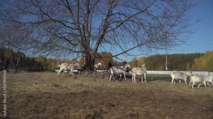 In the summer, goats walk in the village. Farm with animals.Farm with animals. A herd of goats run around the field. Goat care in nature.
